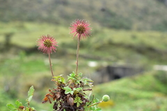 Acaena ovalifolia