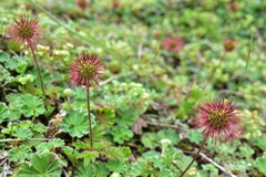 Acaena ovalifolia