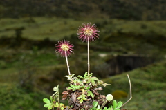 Acaena ovalifolia