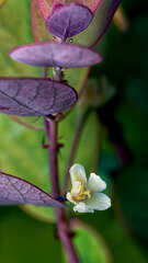 Phyllanthus nummularioides