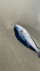 Sciaenops ocellatus