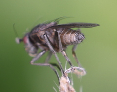 Limosininae