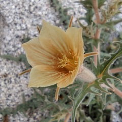 Mentzelia hirsutissima