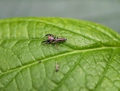 Cotinusa