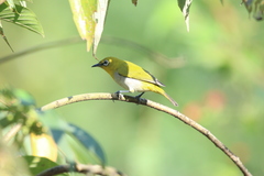 Zosterops palpebrosus