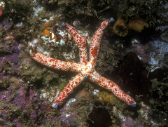 Linckia multifora