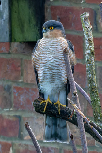 Gavilán común (Accipiter nisus)