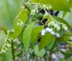 Styrax americanus
