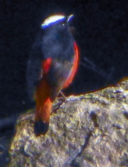 Phoenicurus leucocephalus