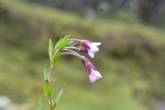 Epilobium denticulatum