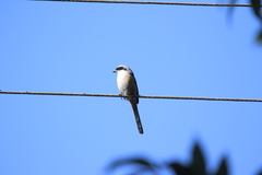 Malaconotus blanchoti