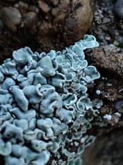 Squamarina concrescens