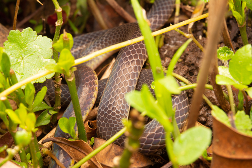 Two-colored Dwarf Snake