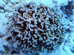 Porites rus