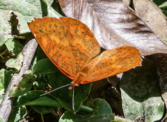 Nymphalidae