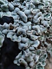 Squamarina concrescens