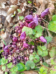 Lathraea clandestina