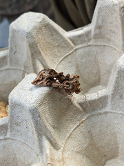 Autographa pulchrina