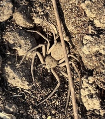 Sicarius thomisoides