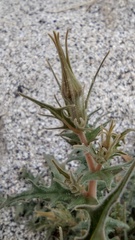 Mentzelia hirsutissima