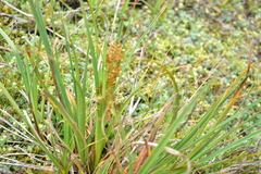 Rhynchospora macrochaeta