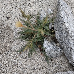 Mentzelia hirsutissima