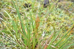 Rhynchospora macrochaeta