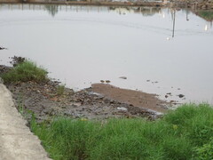 Paragallinula angulata