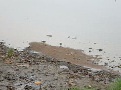 Paragallinula angulata