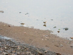 Paragallinula angulata