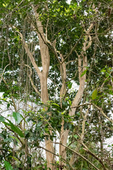 Piperales