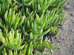 Carpobrotus