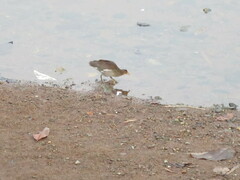 Paragallinula angulata