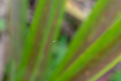 Leucauge argyrobapta