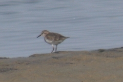 Calidris