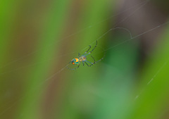 Leucauge argyrobapta