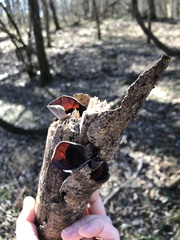 Auricularia auricula-judae