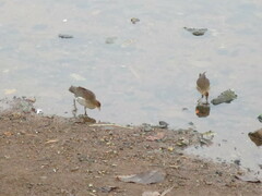 Paragallinula angulata