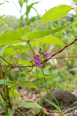 Phaseolus vulgaris