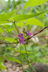 Phaseolus vulgaris