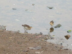 Paragallinula angulata