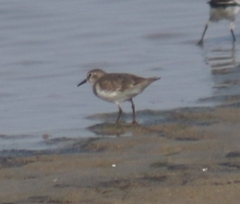 Calidris