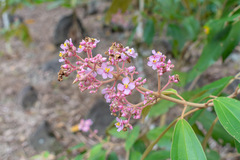 Miconia xalapensis