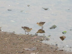 Paragallinula angulata