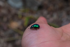 Leptinotarsa haldemani