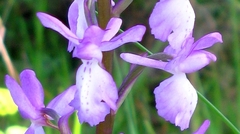 Orchis mascula laxifloriformis