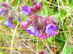 Pulmonaria longifolia