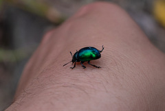 Leptinotarsa haldemani