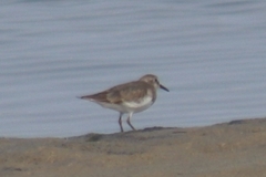 Calidris