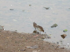 Paragallinula angulata